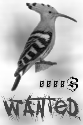 'Wanted Alive or Alive' avec une huppe fasciée